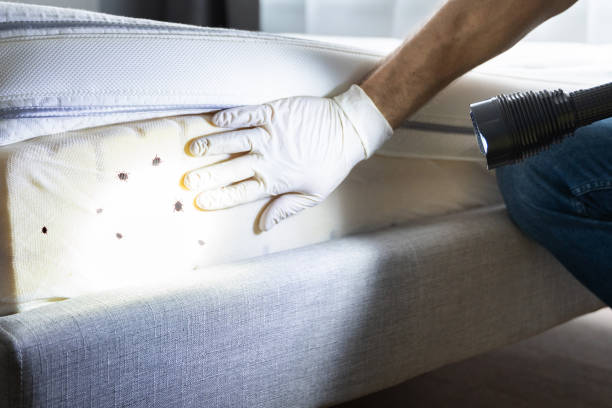 Best Flea Control Services  in Lynbrook, NY