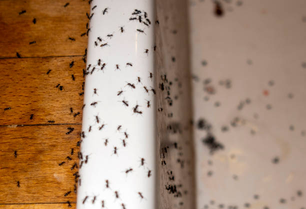 Trusted Lynbrook, NY Pest Control Experts